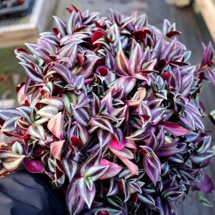 Wandering Jew Plant