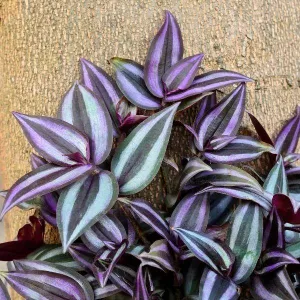 Wandering Jew Plant